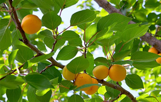 立夏吃個(gè)杏，到老沒(méi)有病